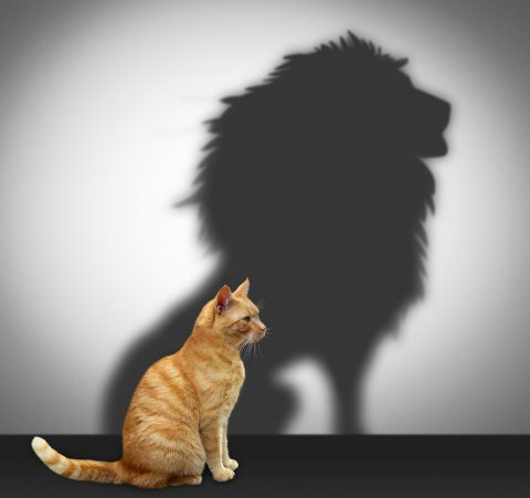Katze mit Schatten eines Löwen